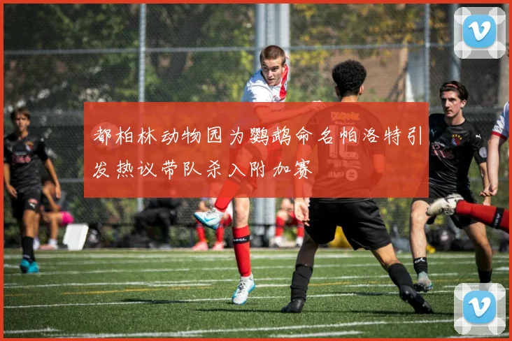 都柏林动物园为鹦鹉命名帕洛特引发热议带队杀入附加赛